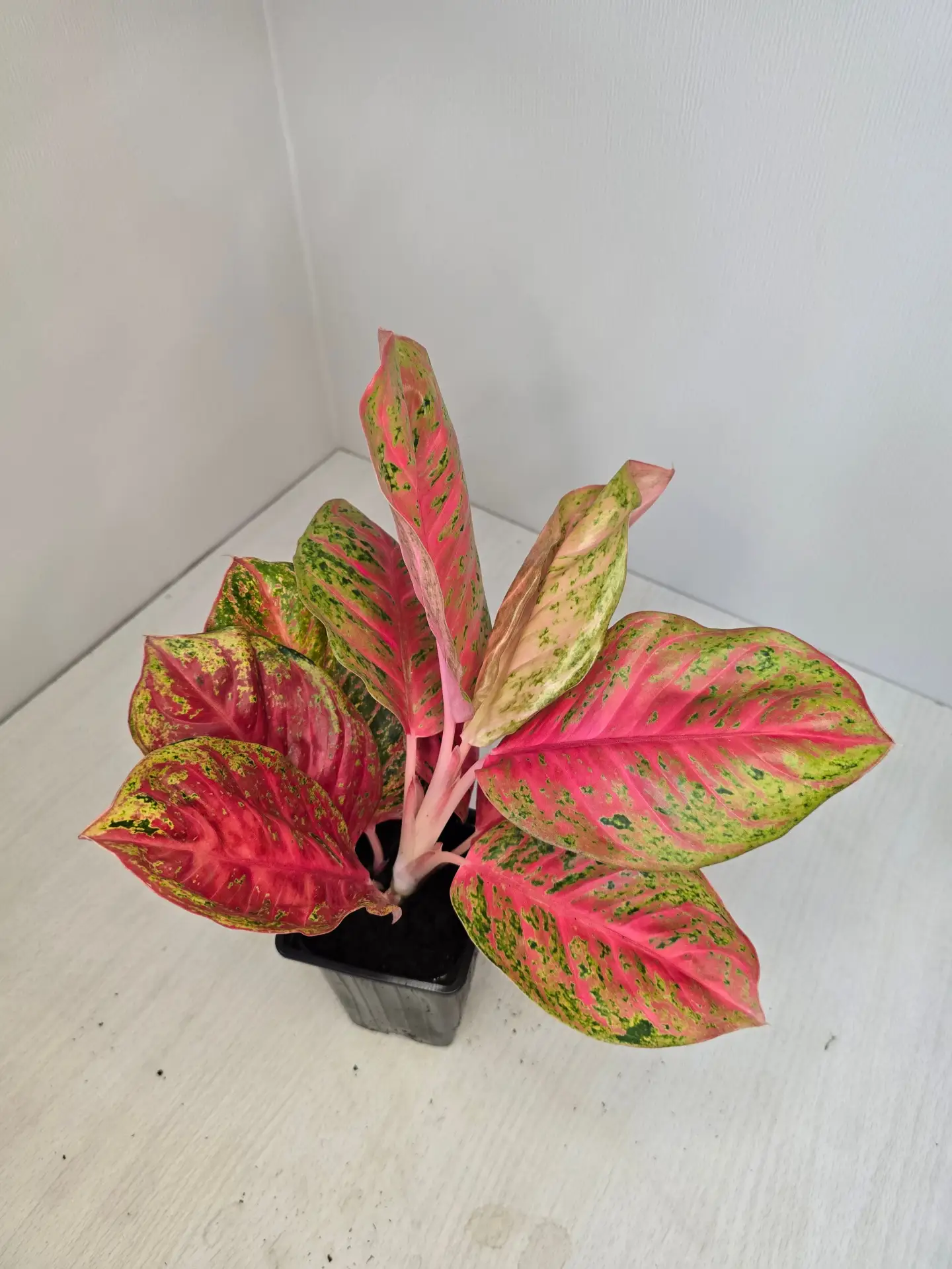 Red sombath 2000p