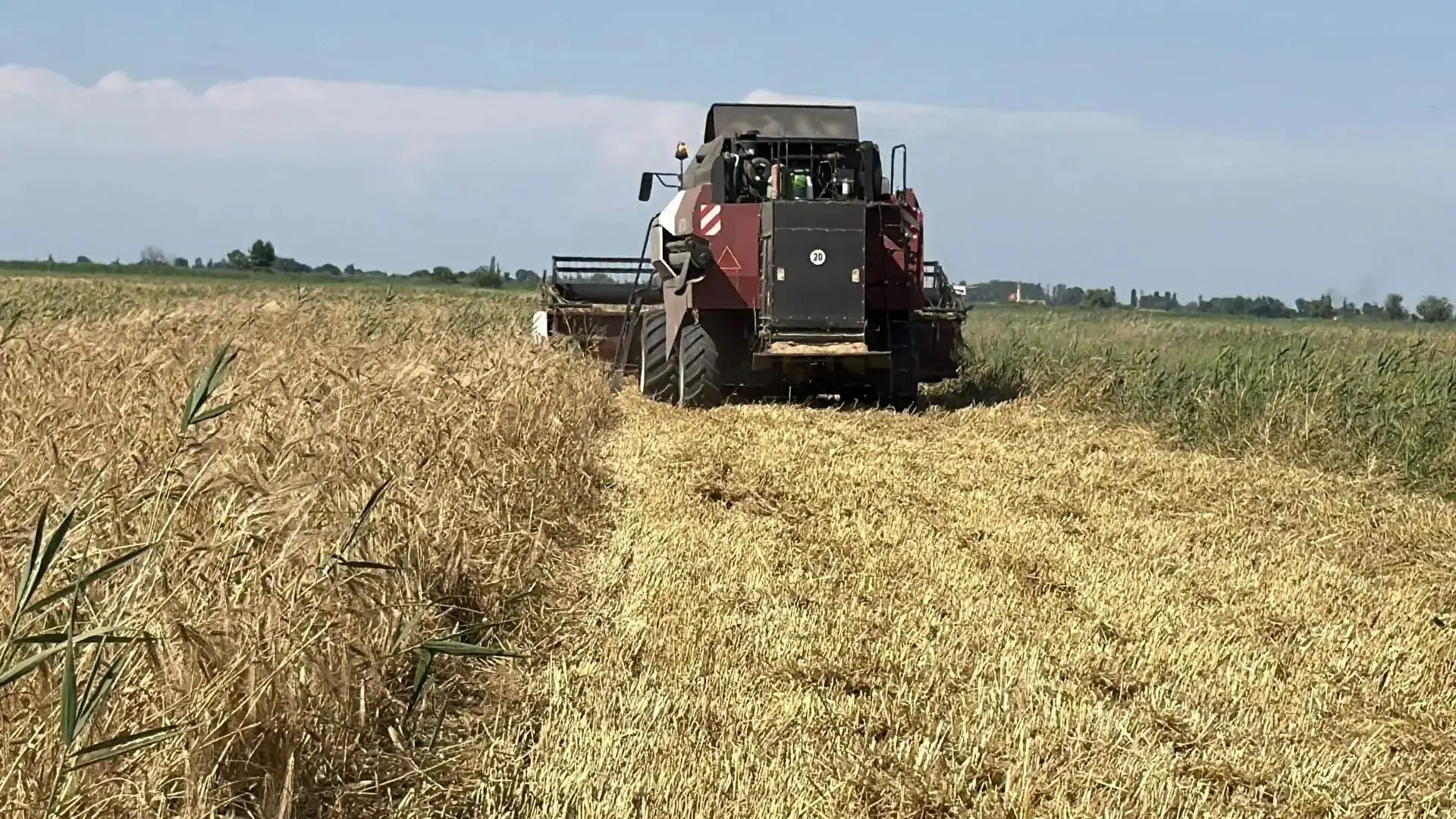 🌾 Аграрии Дагестана традиционно первыми в России приступили к уборке озимых зерновых культур.

В 20