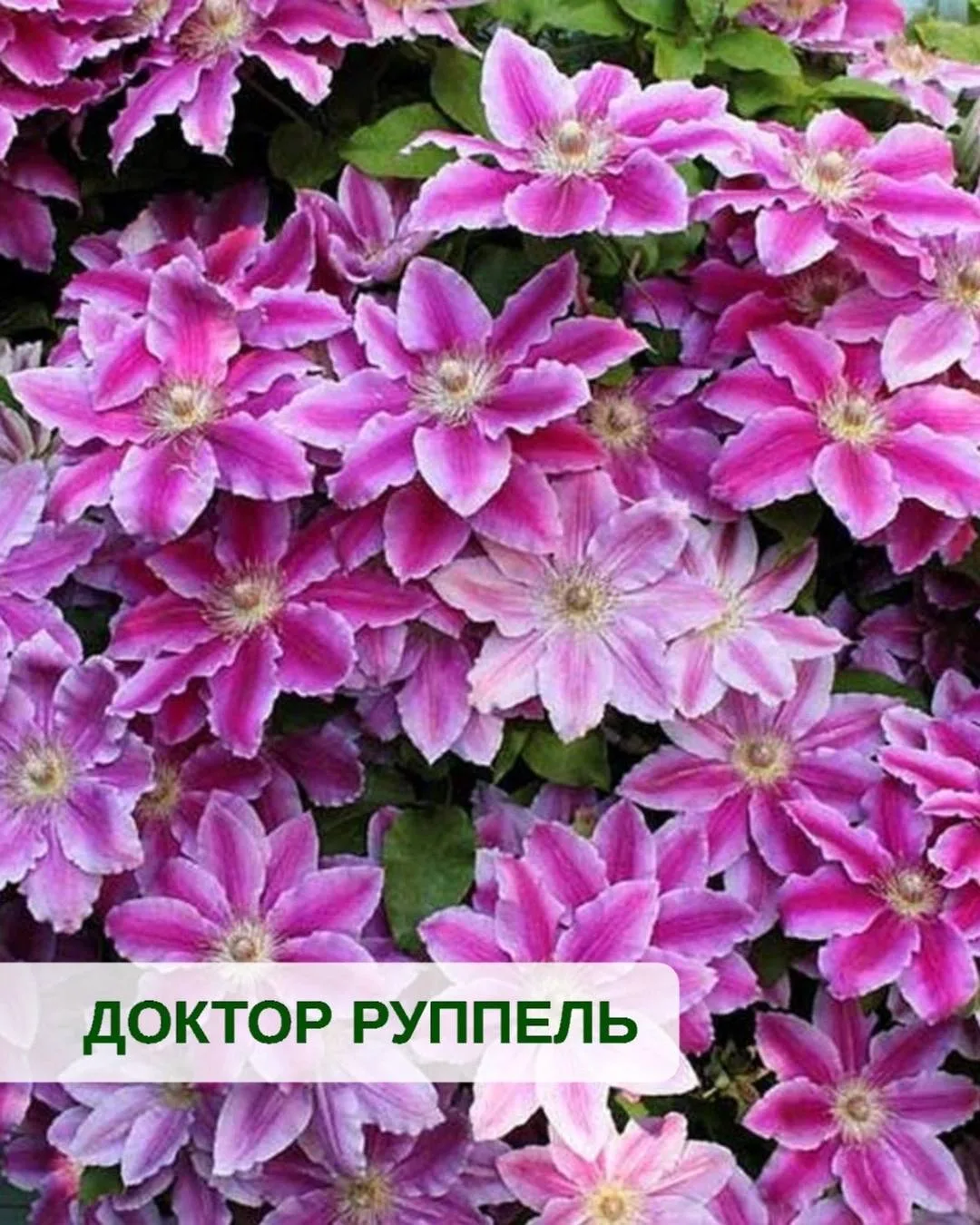 Три сорта крупноцветковых клематисов для вертикального озеленения 🤩

Крупноцветковые клематисы — од