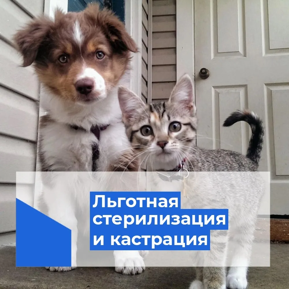🎉Уже Завтра, 1 апреля, начинается месячник льготной стерилизации домашних животных. 

В рамках акци