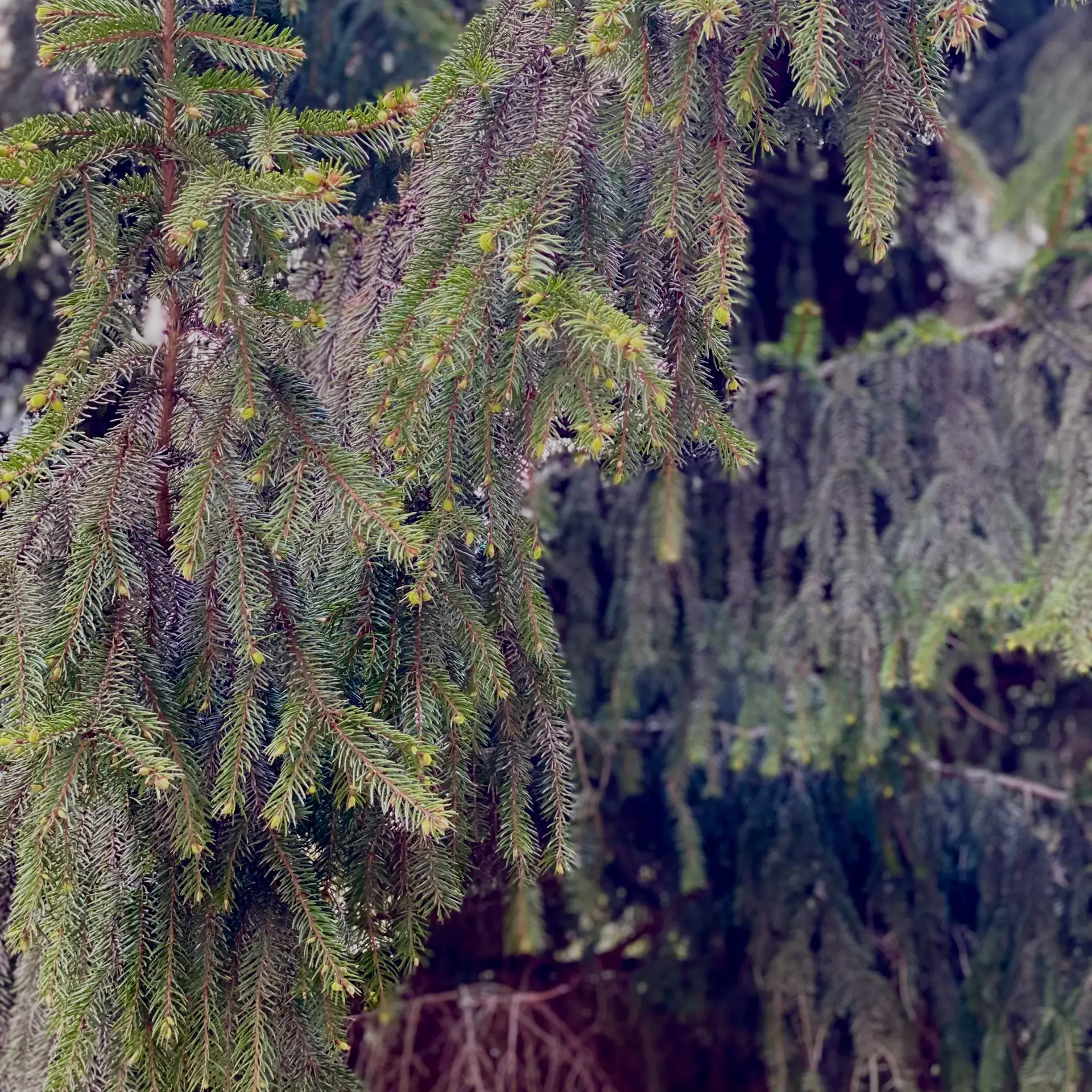 Умопомрачительные концерты нам дают нынче в лесу 🌲🌲🌲🪶
Мы преданные слушатели.😉☺️
Елки стоят нар