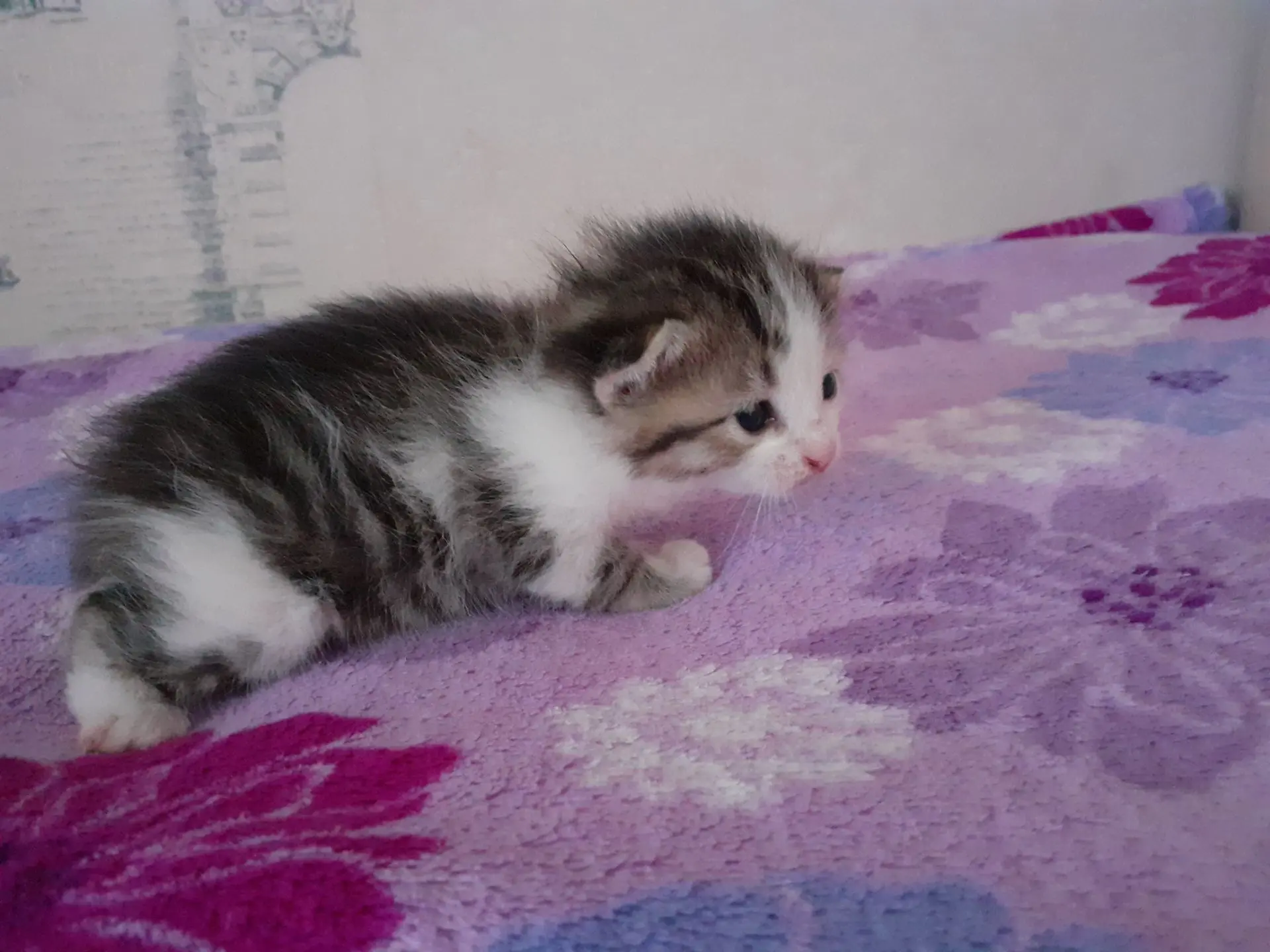 Отдам котёнка  в добрые руки. 
1 мес.
Девочка.

Автор: Людмила Бурумбаева