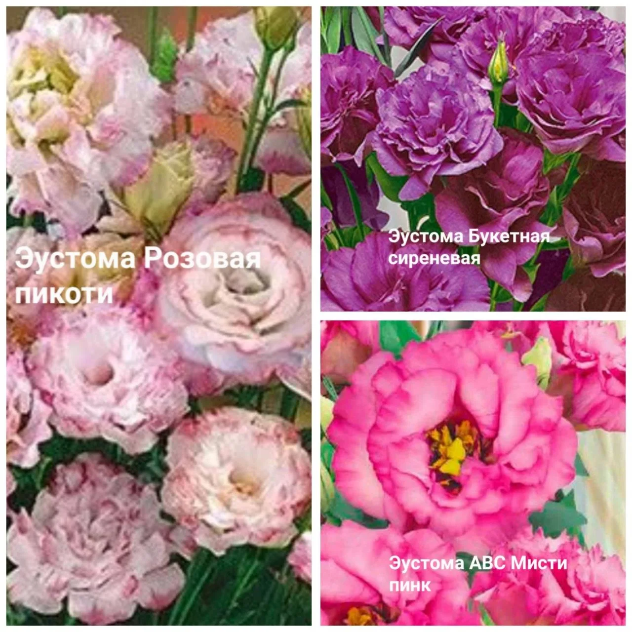 Эустома🌺
Рассада
🌱Розовая букетная пикоти 5 шт
🌱АВС пурпур 5 шт
🌱Букетная сиреневая 3 шт
🌱АВС М