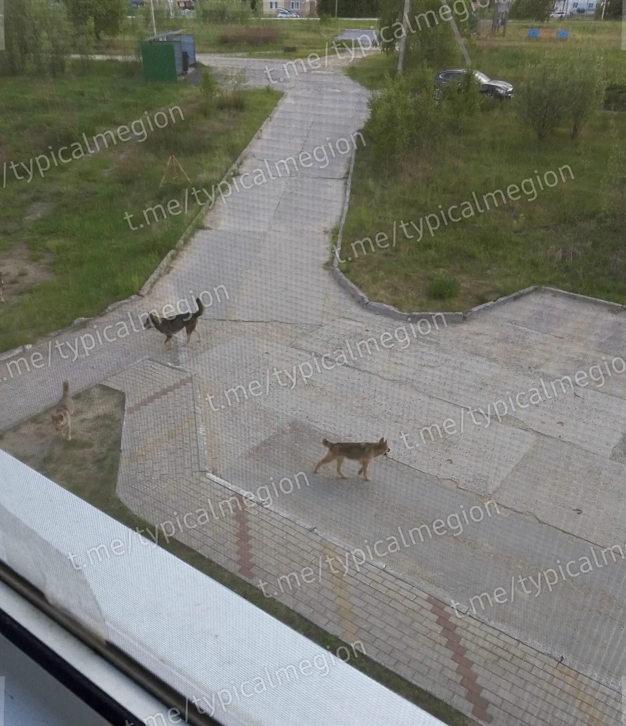 Дружбы 3 Высокий это только 2 из 6 собак ,которых успела сфотографировать
⁉️Администрация почему без