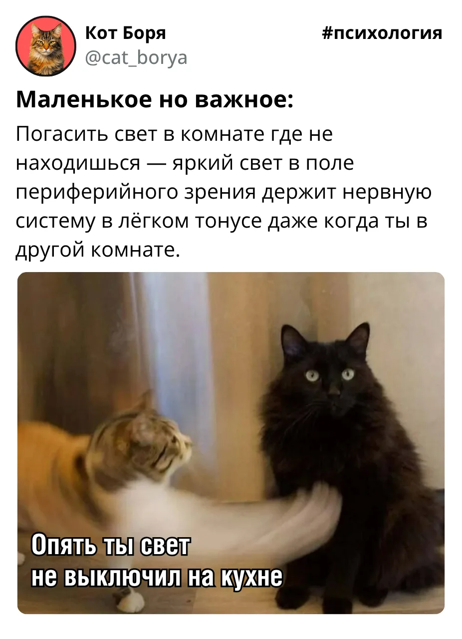 Кот Боря: Психолог с лапками