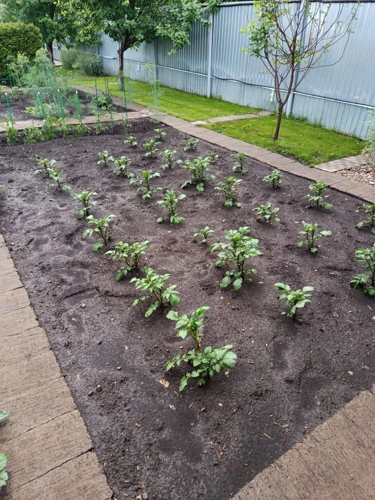 Картошку 🥔что посадили, вся взошла.