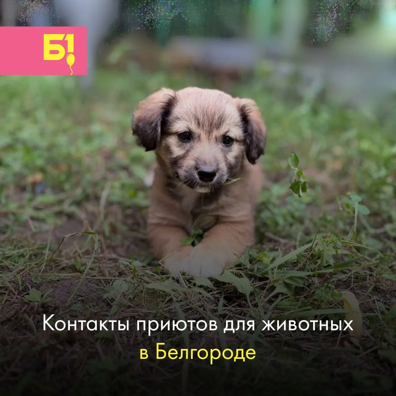 «Есть ли у «Белгород №1» список приютов для животных, людей, которые помогают животным в это непрост