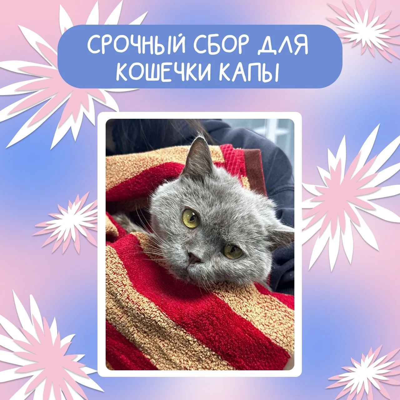 Срочно ищем передержку для малышки Капы! 

И продолжаем сбор средств на её лечение ❤️

19 марта 2026