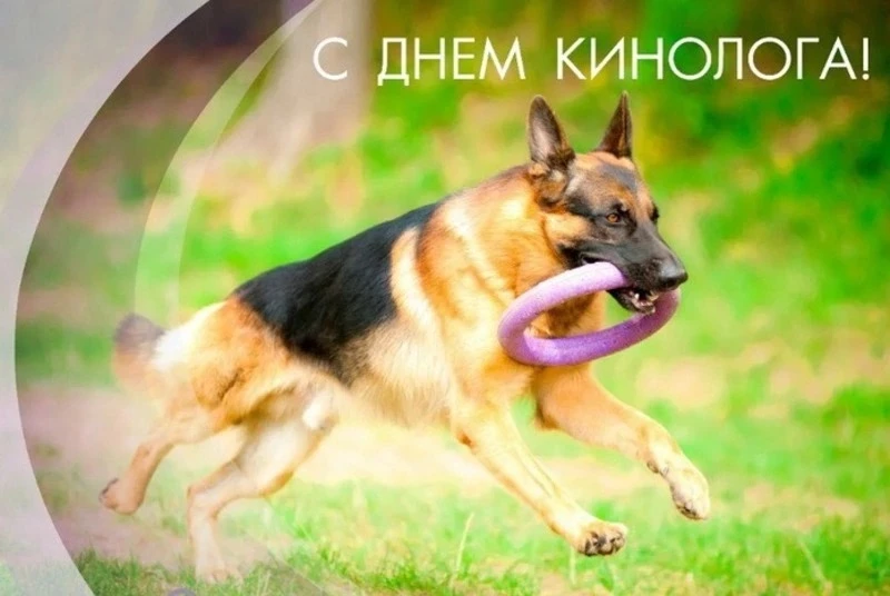 🐾 21 июня — День кинолога! 🐕

Поздравляем всех, кто посвятил свою жизнь воспитанию преданных четве