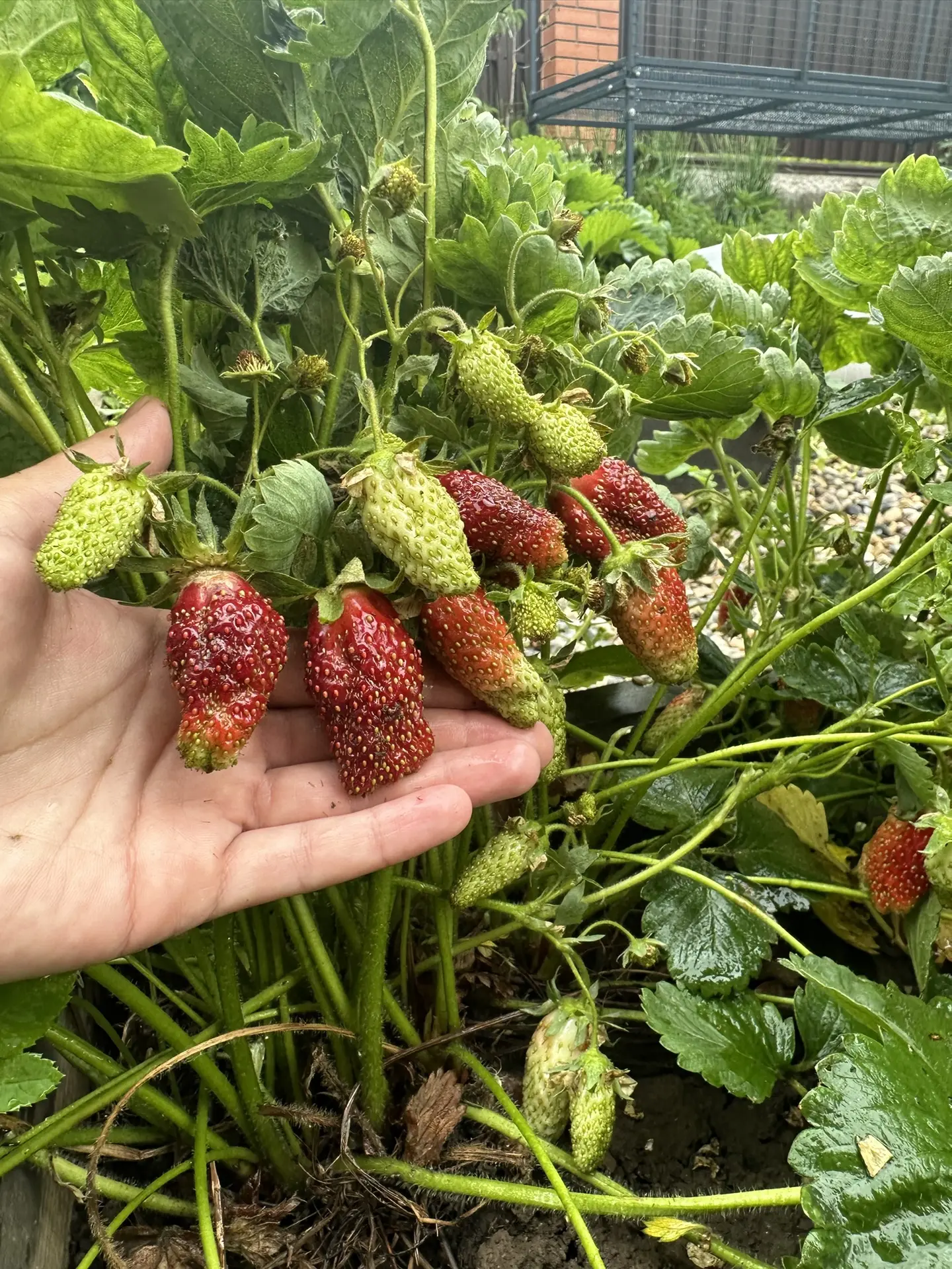 Доброго утра, друзья!

Мой завтрак 😍

Земклуника Купчиха неповторимой формы, вкусом, который не спу