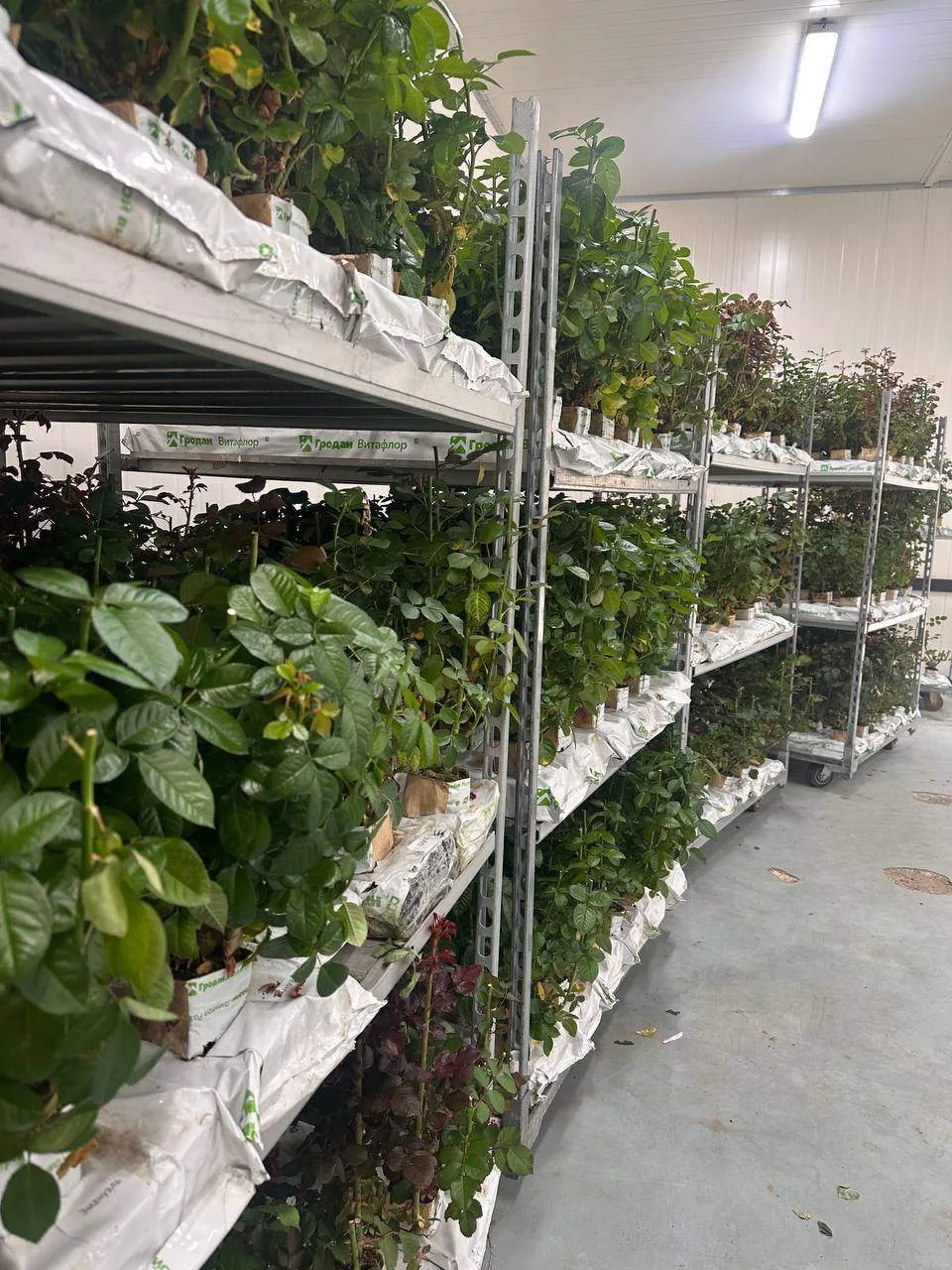 Дмитров и Раменское, в продажу поступили новые кусты роз!🌱
 
Уже сейчас в двух павильонах - у тепли