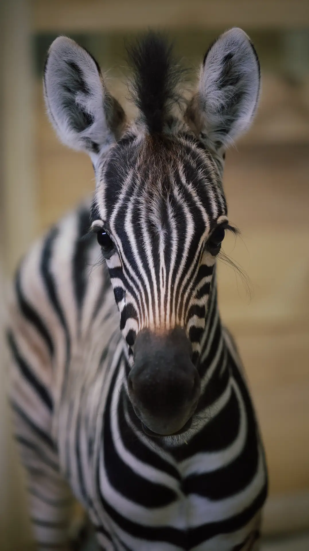 Выберем имя зебренку?🦓

В мае мы рассказали, что у нас родился самец зебры Чапмана.

Его первые шаг