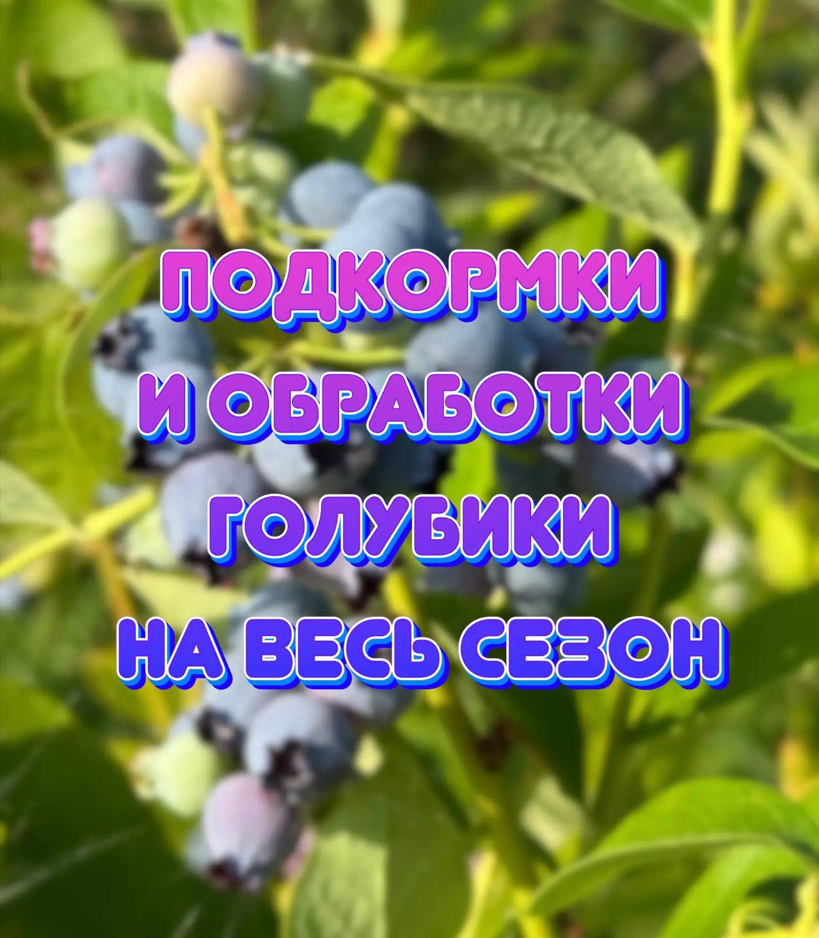 🫐Подкормки и обработки голубики на весь сезон.

Голубику выращиваю 4-й год, за это время накопилось