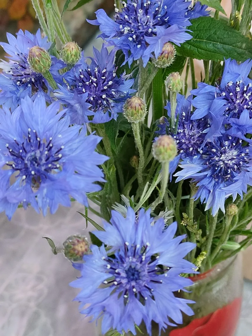 Васильки 🙂🌺🌹🌺🌹🍀💥💥