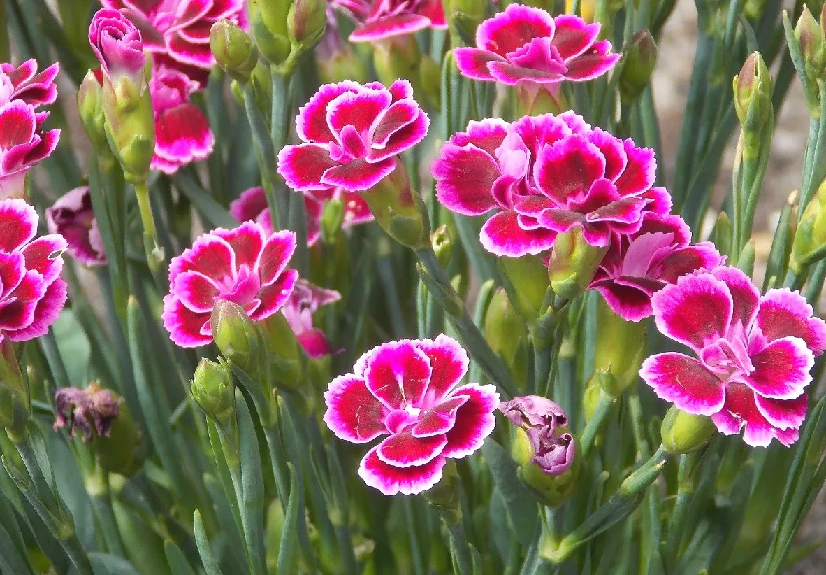 Когда сеять гвоздику 🌸  

🔴Сею гвоздику самой первой, еще до перцев и сельдерея  – 10-15 февраля. 