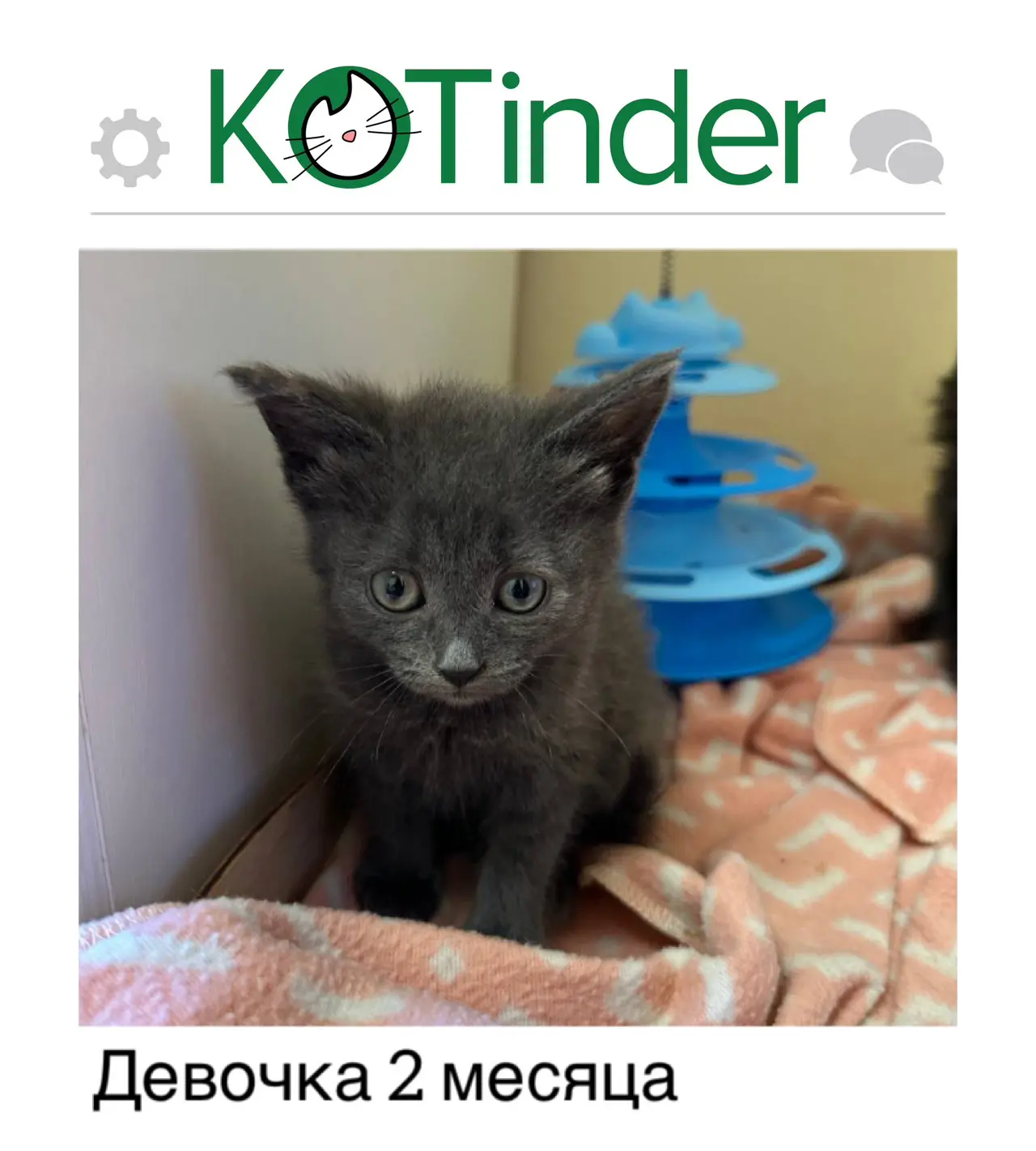 #пост 6417
Город:  Москва и МО
Дата: 20.06.2026
Статус: поиск дома 

Кошечка с улицы на передержке р