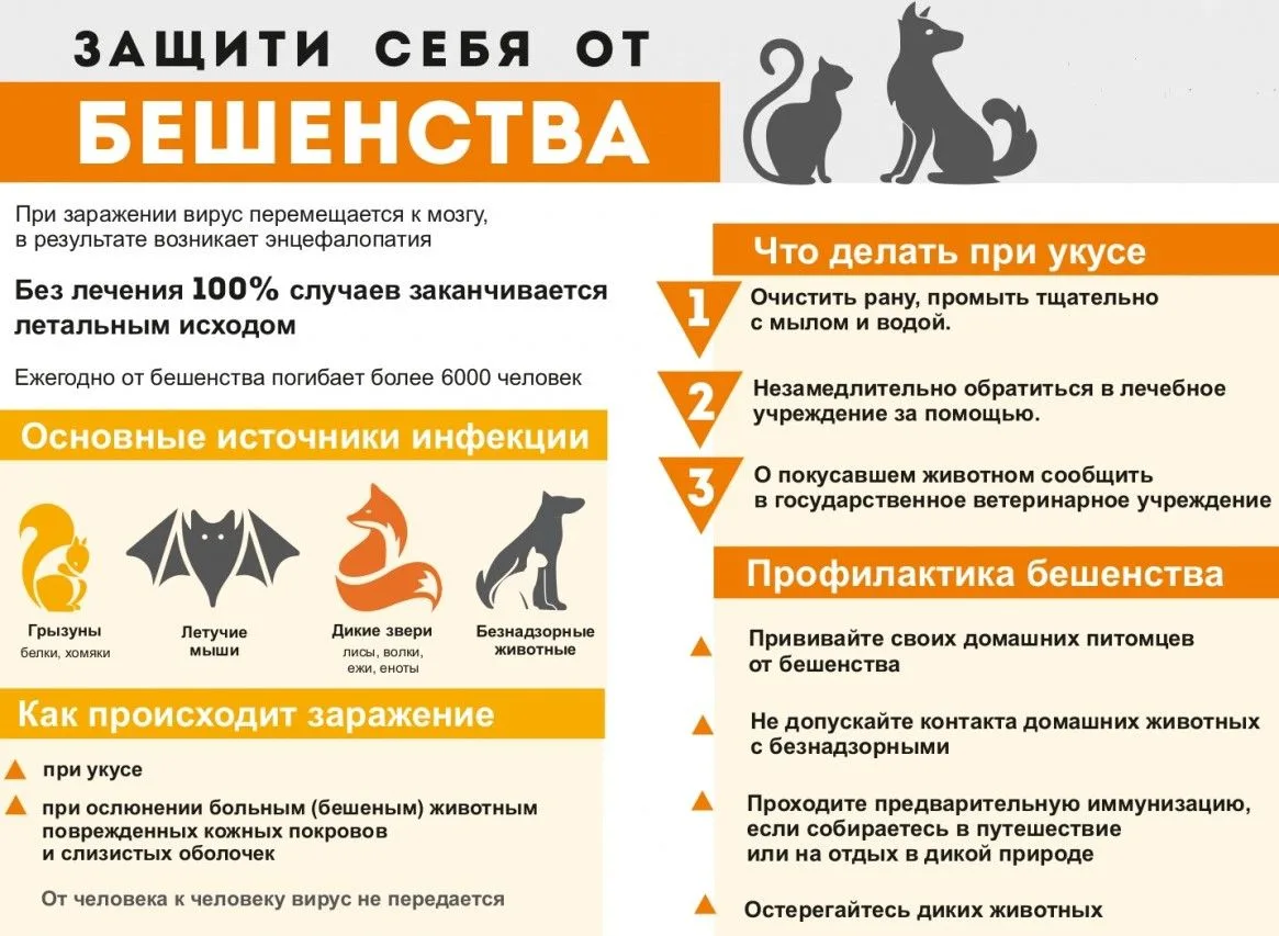 ⛔Бешенство: правила безопасности.
 
Бешенство по-прежнему остается одной из серьезных проблем среди 