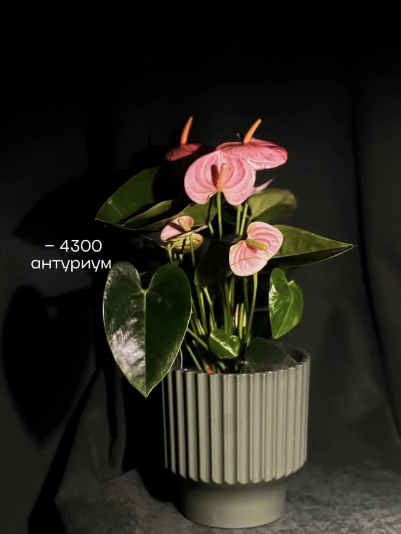 Встречайте любимчиков 💗

Антуриумы
Кактусы
Суккуленты

При покупке всё расскажем об уходе и пересад