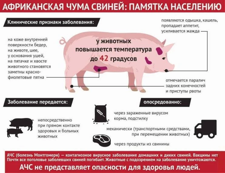 🐷АЧС - контагиозная септическая болезнь домашних свиней (далее - свиньи) и диких кабанов.
🐽Клиниче