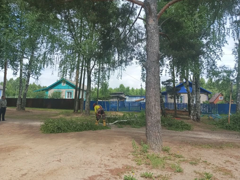 В Щенниково начались работы по опиловке деревьев в рамках реализации инициативного проекта.