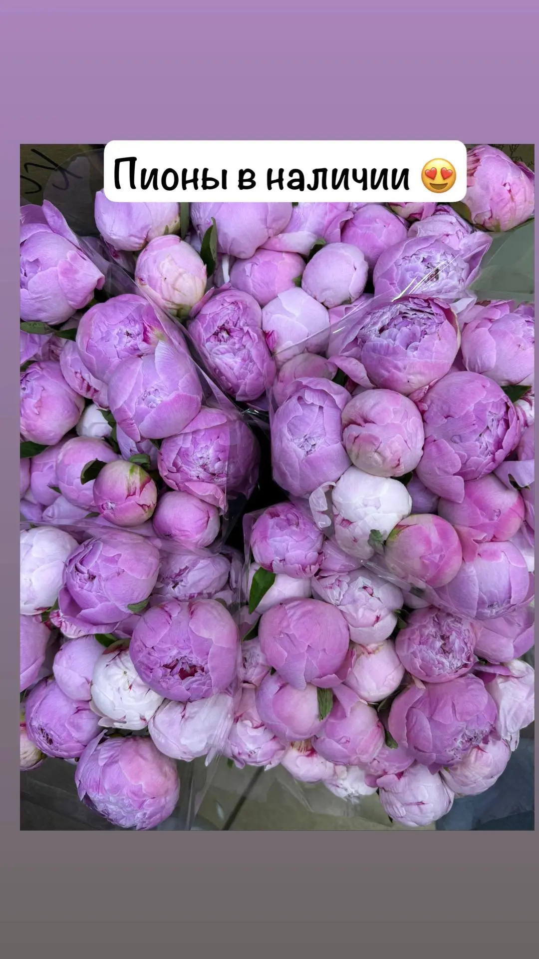 Пионы в наличии 🌸🤍