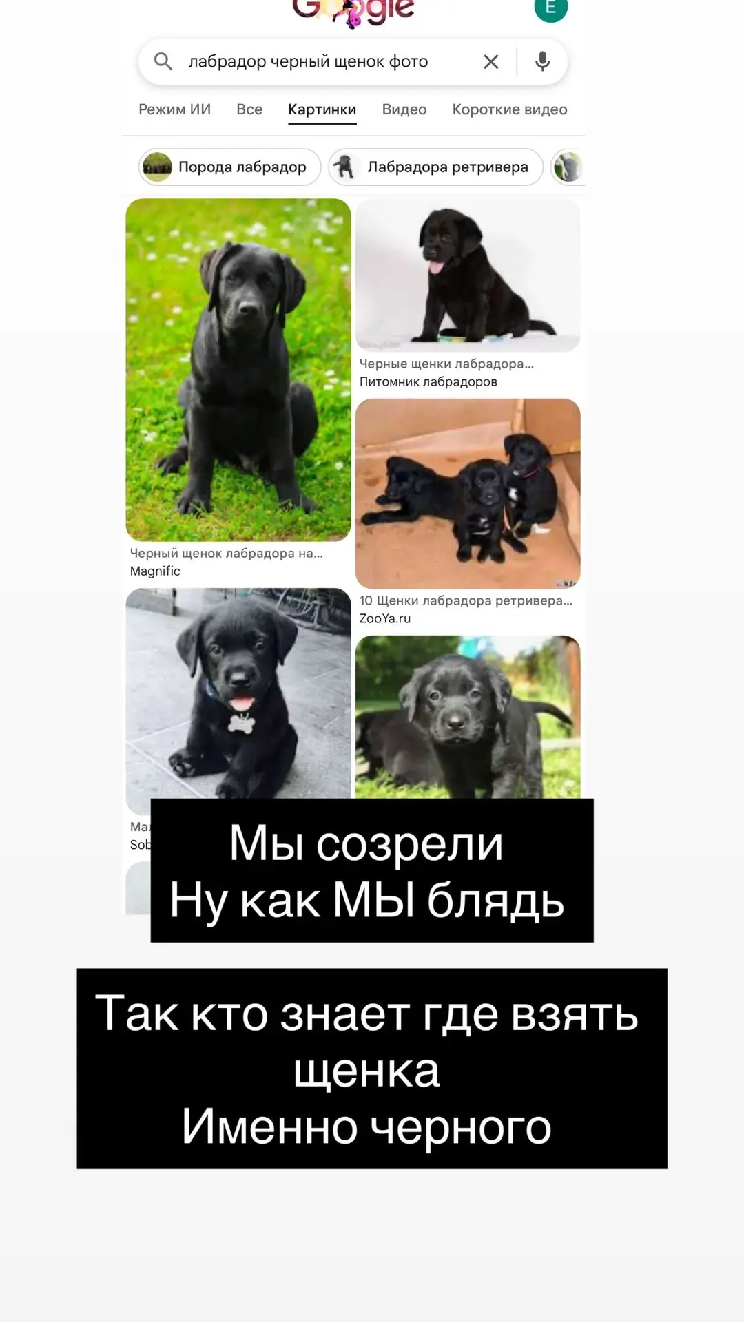 Мы давно хотим собаку
Но нас часто не бывает дома 
Летом тем более 
Ноооо собаку очень охото