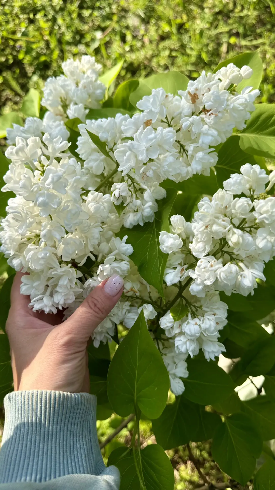 Такая красота сейчас в саду 🌸
