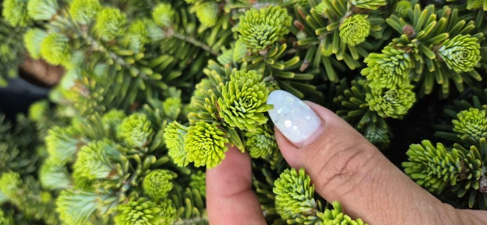 Пихта корейская Бриллиант
С5-8.500₽️🌲

Этот сорт относится к искусственным видам, он был культивиро