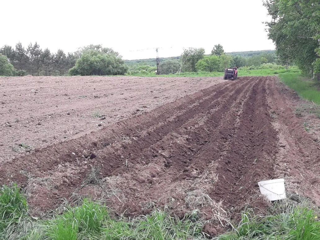 Нарезка гряд под картошку. Ширина 110 см - по коллее трактора.