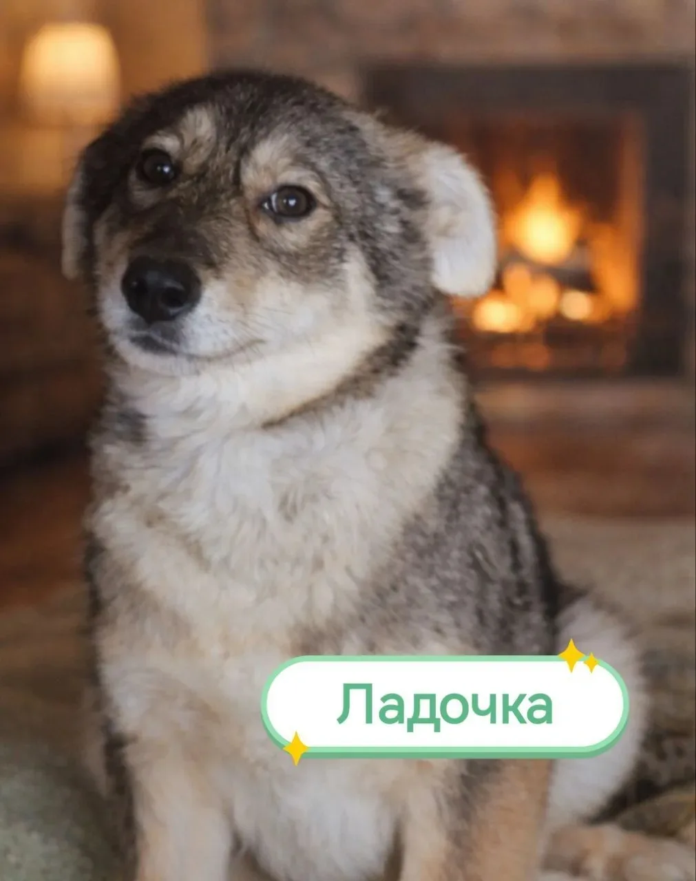 Ладочка ищет своего доброго человека. Она милая, скромная, немного застенчивая девочка. Доверяет не 