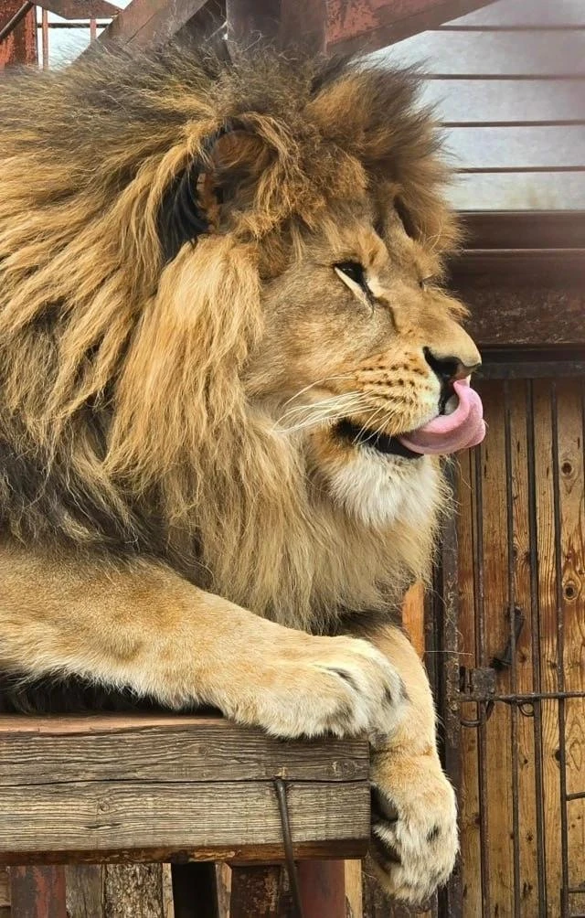 🦁 Пермский царь зверей в понедельник 🤪