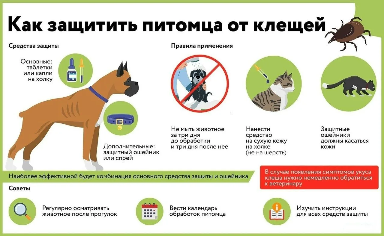 Как защитить питомца от клещей