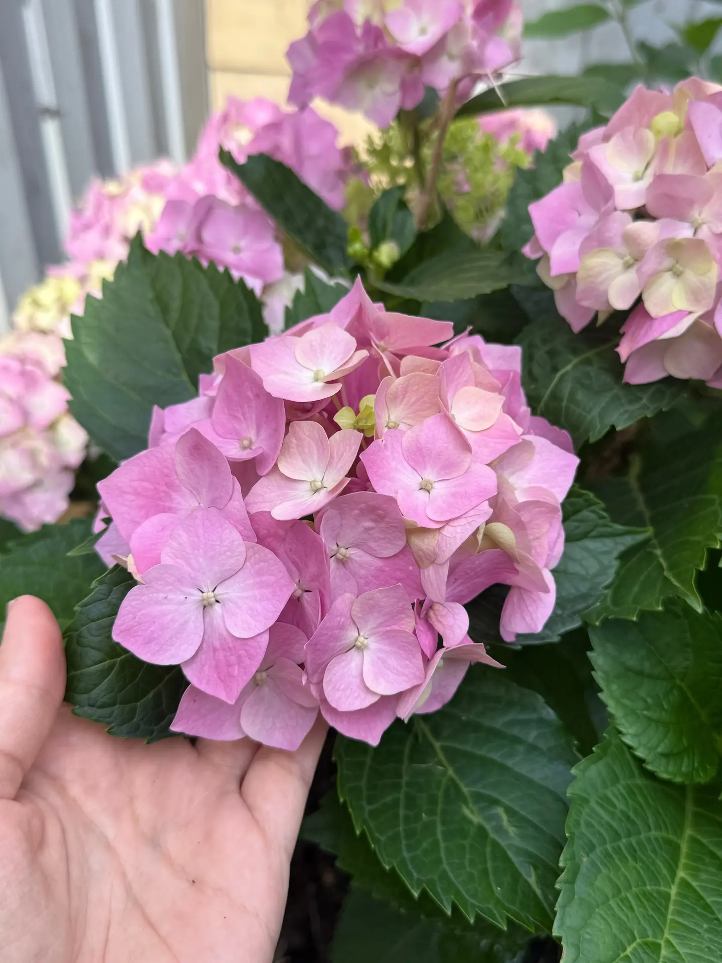 немного лайфа, утра и моей королевы сада 🌿
ну какая красотка 😍