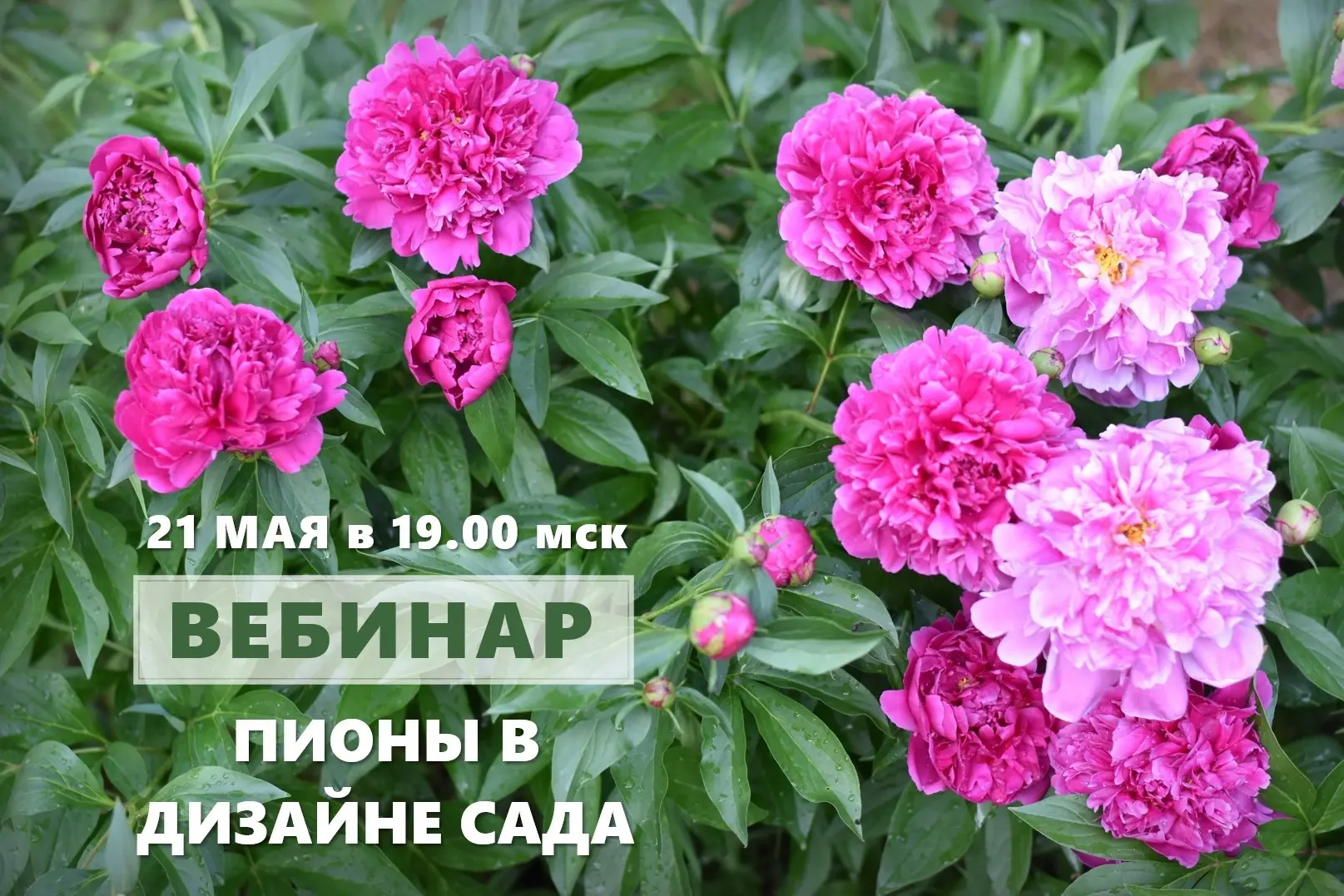 🌺 21 мая в четверг в 19.00 мск состоится бесплатный вебинар «Пионы в дизайне сада»! 
 
Зарегистриро