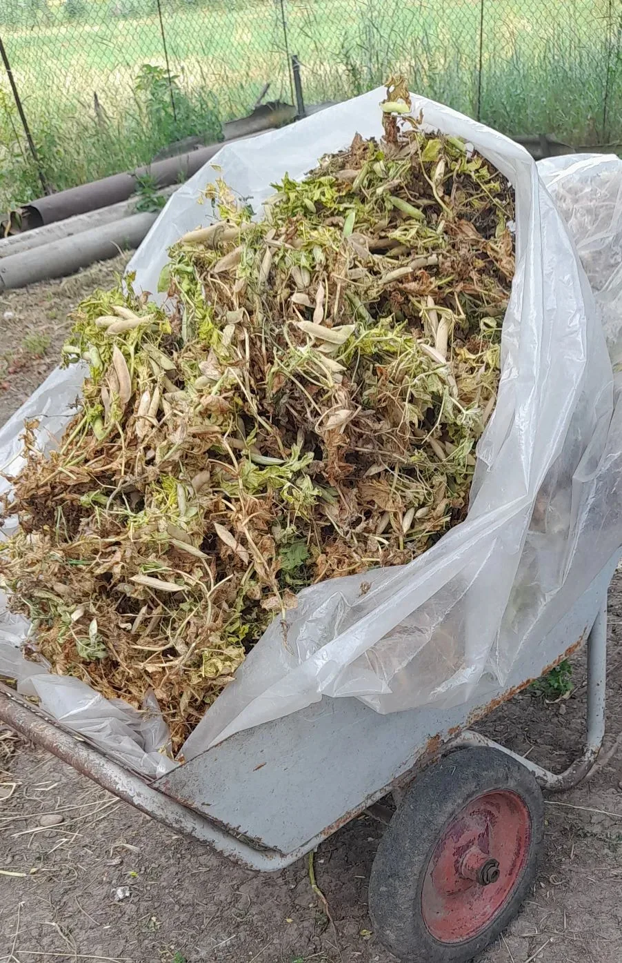 🌱Огородные вести

🚖Такси для гороха

Погода начинает хмуриться 😟, а в огороде мелкий горох уже по
