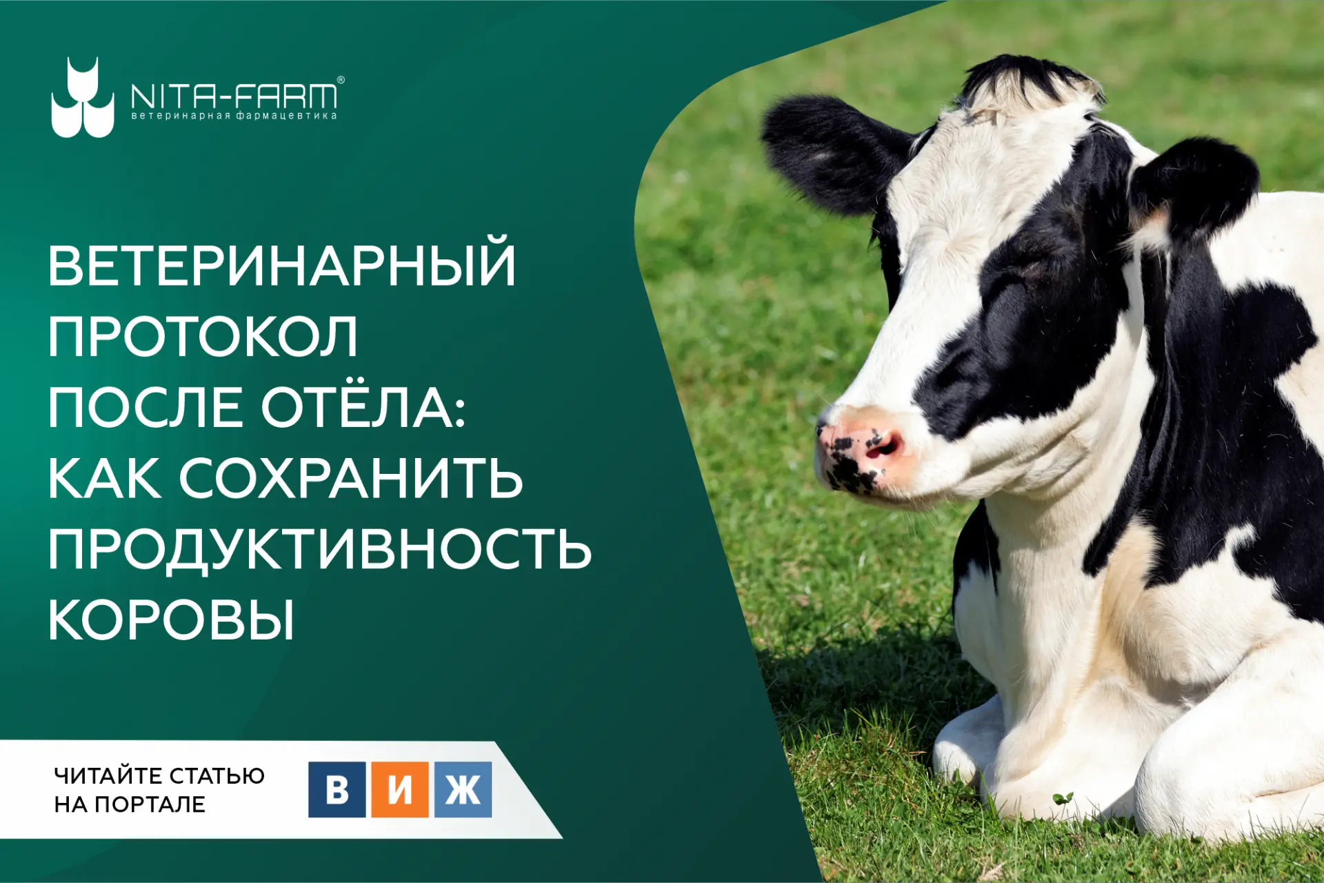 Ветеринарный протокол после отёла: как хозяйству сохранить продуктивность коровы 🐄

Проблемы воспро