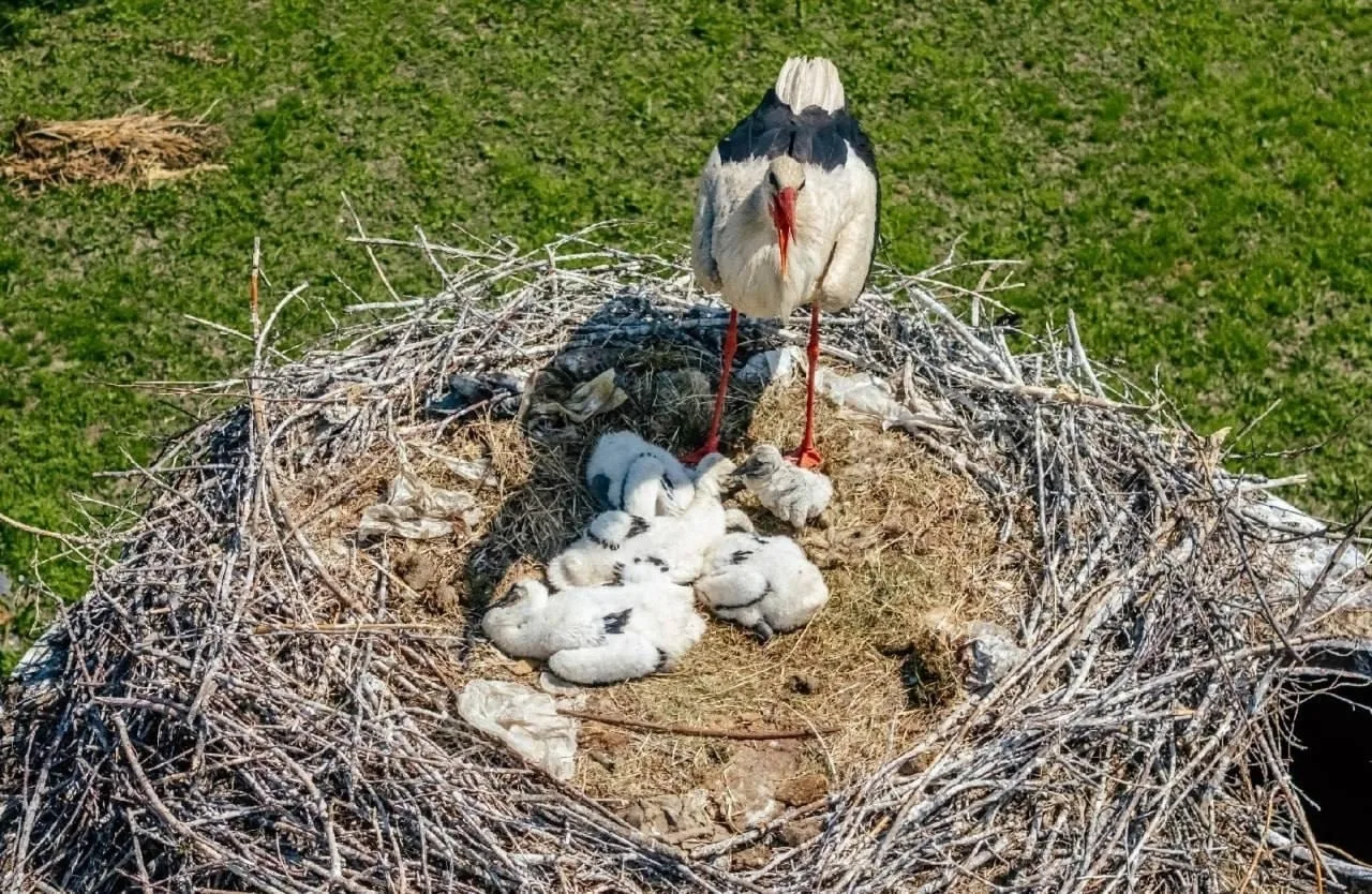🐣 Рязанские аисты устроили настоящий беби-бум

На участке между сёлами Льгово и Троица сотрудники Р
