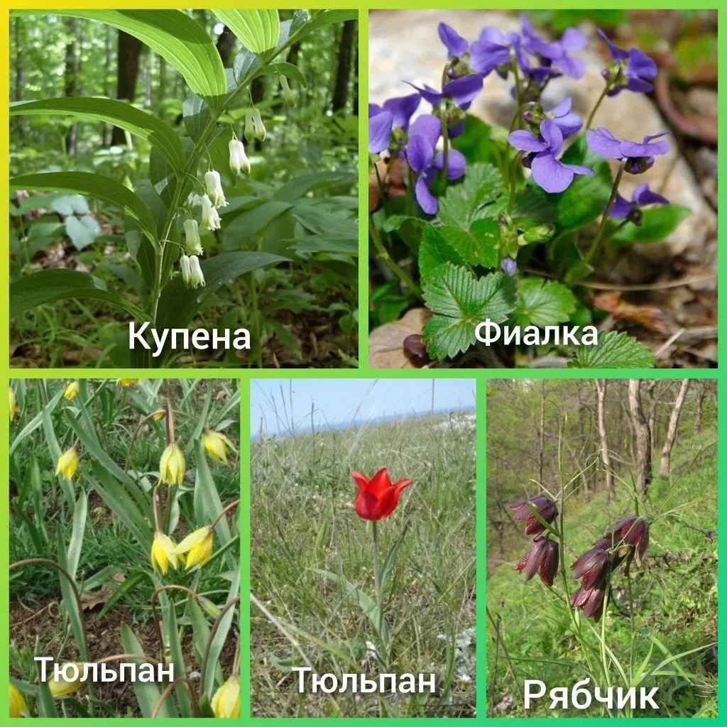🌷Многие раннецветущие растения стали очень редкими ❗⚡️НЕ УНИЧТОЖАЙТЕ ПЕРВОЦВЕТЫ❗️❗️❗️ 
* Сорванные 