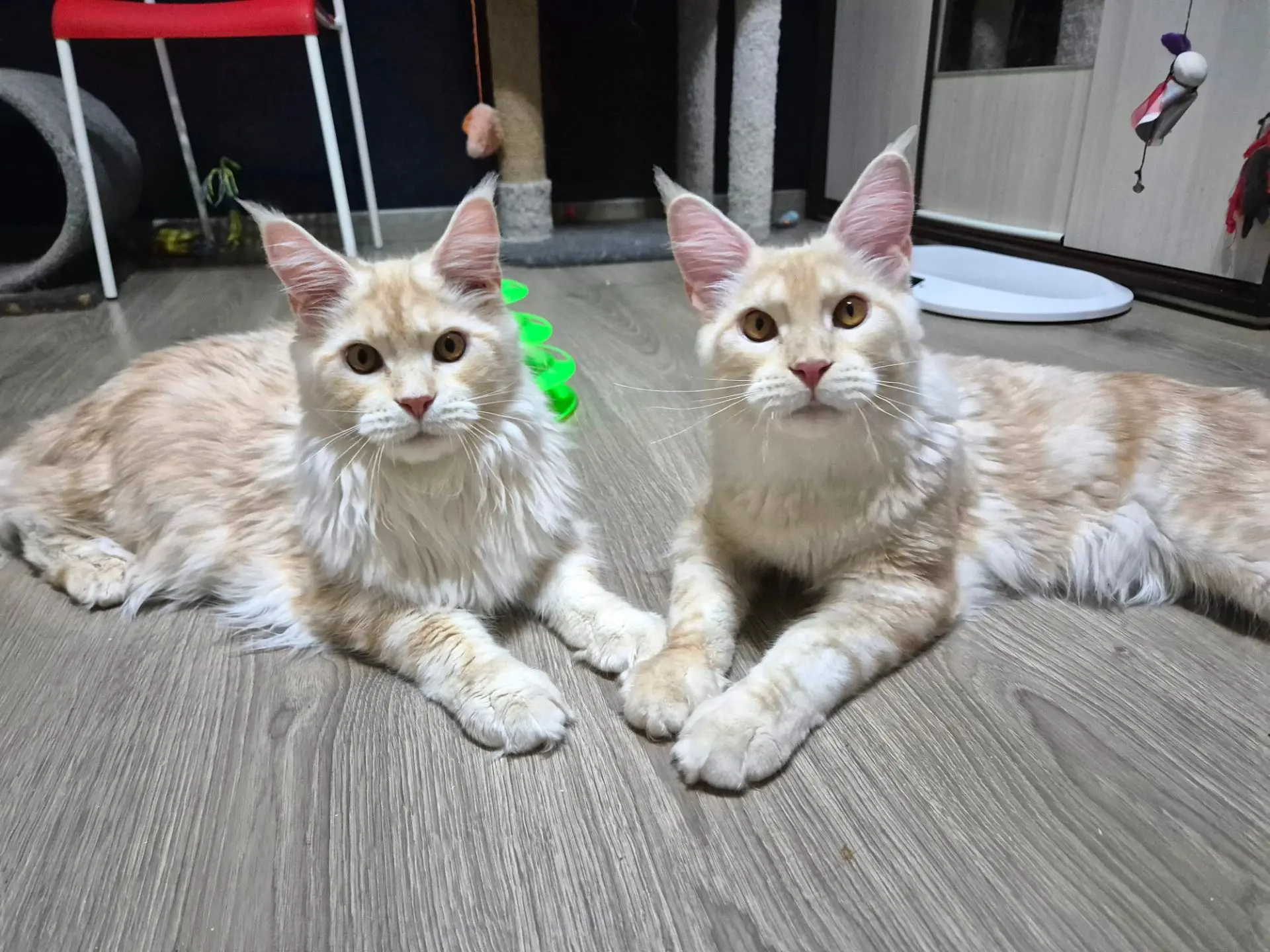 🐾 Котики - красавчики Улан и Урал. Только исполнилось по 7 месяцев. 
Крупные, мощные, харизматичные