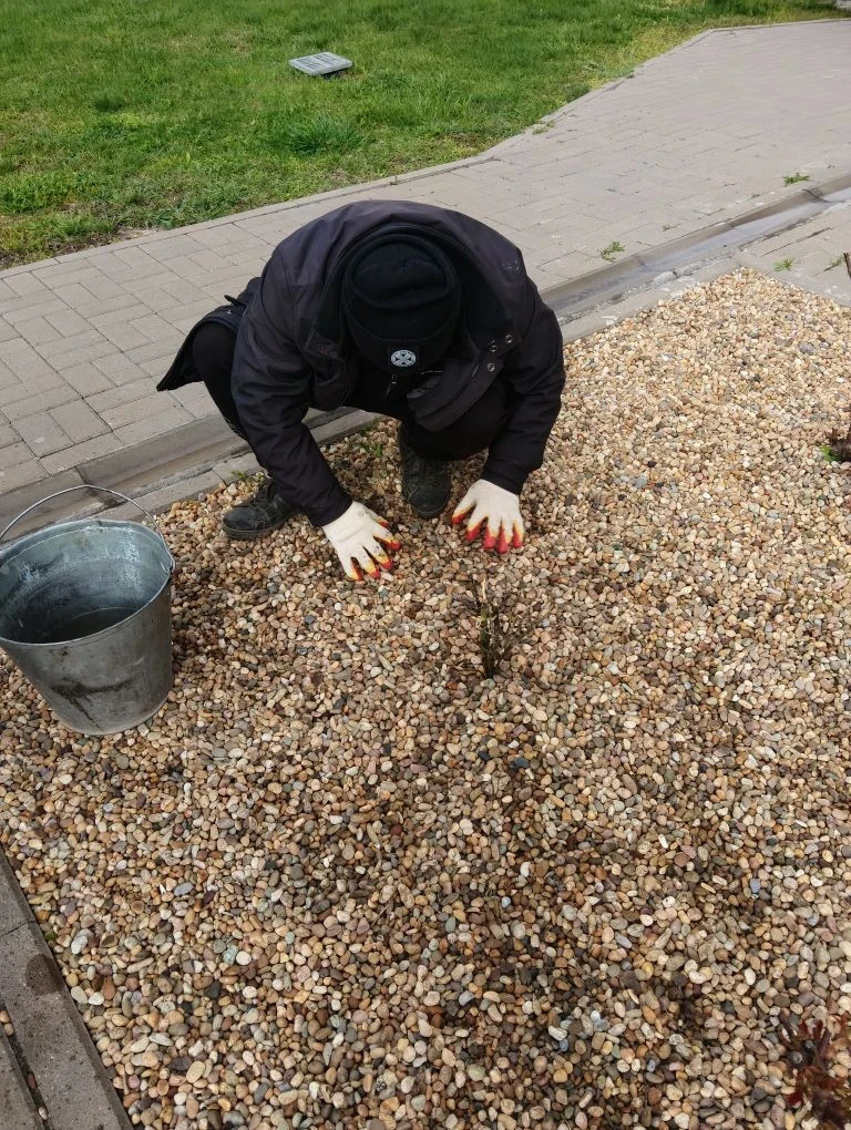 Посадка роз.