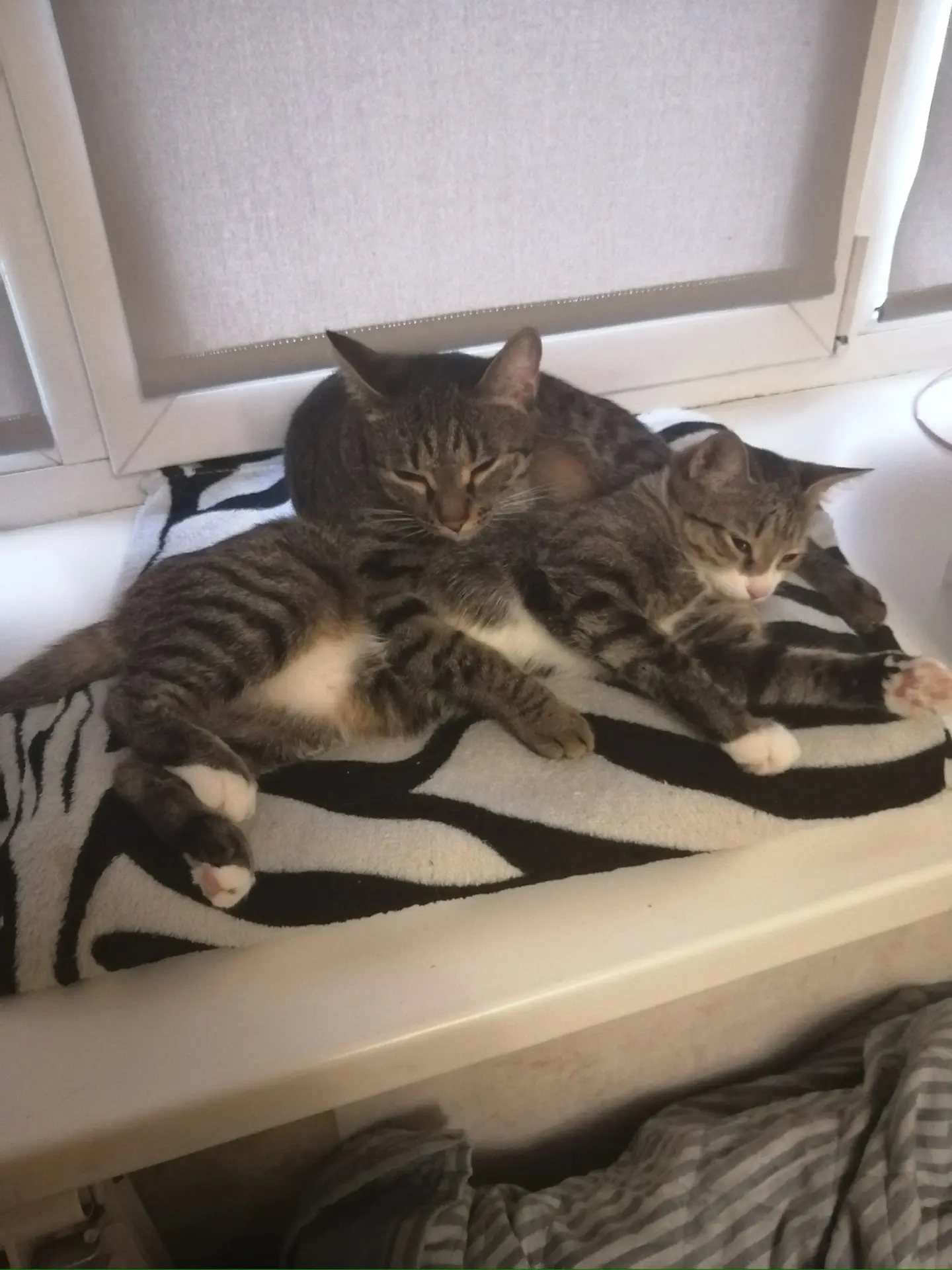 ‼️ Срочно ‼️ 
Отдам в добрые руки кошку и кота.
Кошка не стерилизованная, очень активная, ласковая. 
