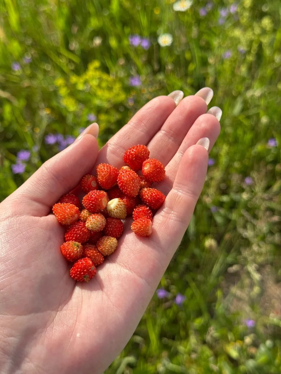 🍓Делимся ягодным настроением!

Наши подписчики уже дразнят фотографиями с земляничных полян. 

Чувс