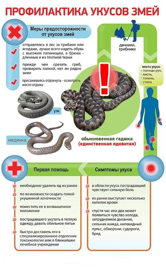 Профилактика укусов змей.