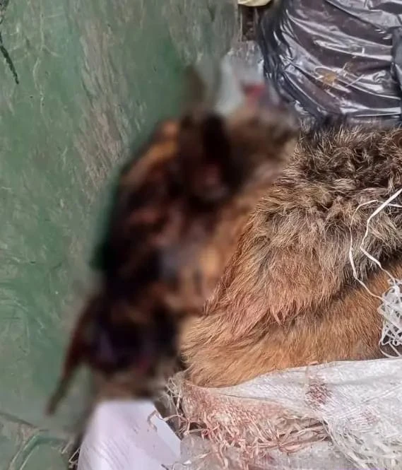 В Песочном в мусорном контейнере нашли мертвого котенка и выжившего малыша

Волонтеры обнаружили в м