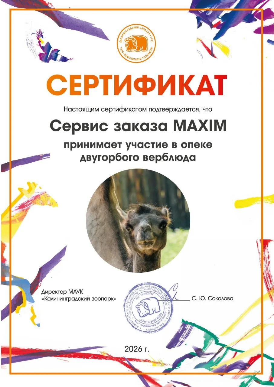 Караван добра 🏜🐫

Калининградский офис сервиса «Максим» взял под опеку двух верблюдов — Хатю и Фат