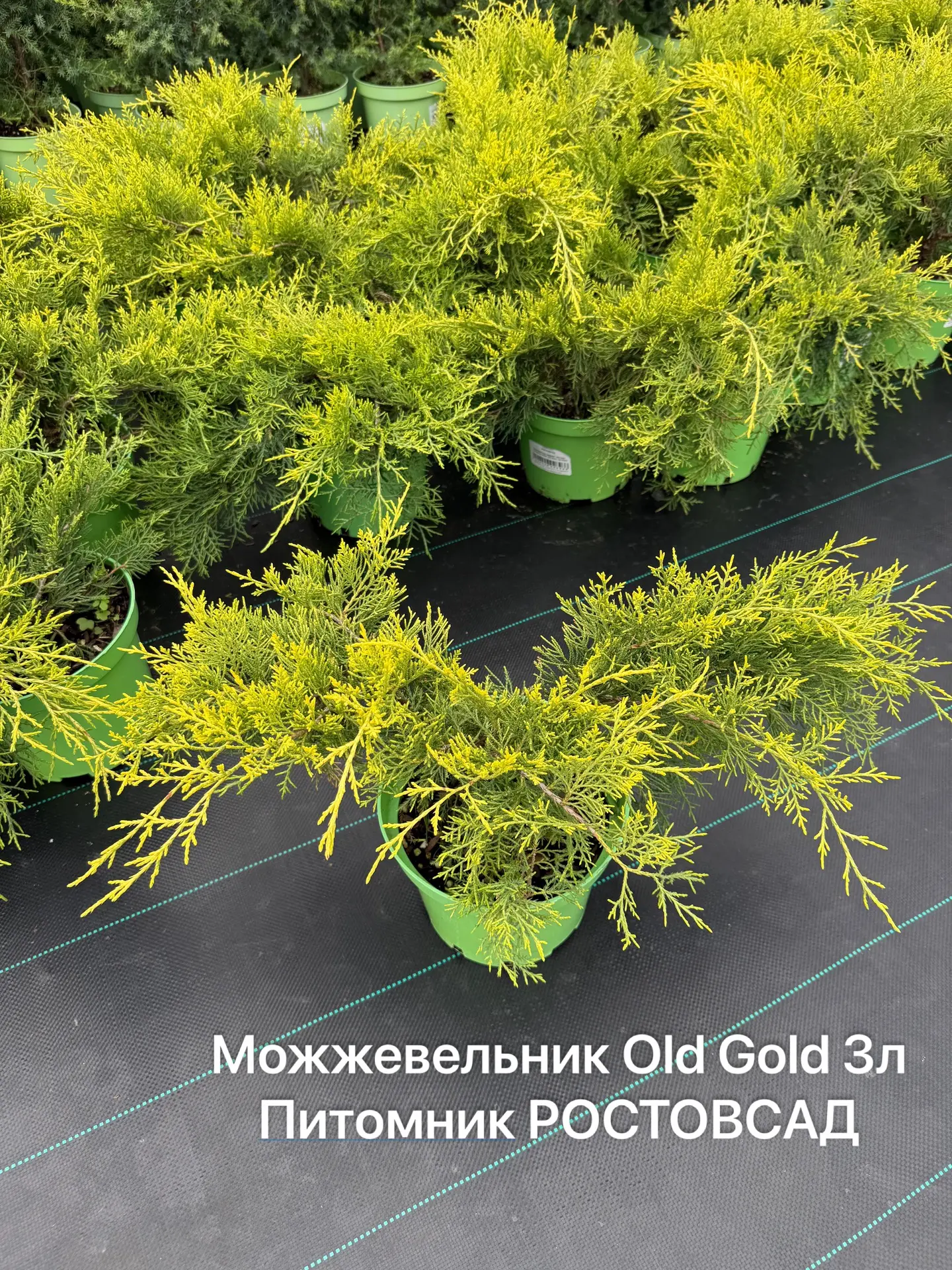 Можжевельники 3 литра в наличии
Последние остатки👇

Hetz -180 шт 
Old Gold -200 шт
Gold Star -100 ш