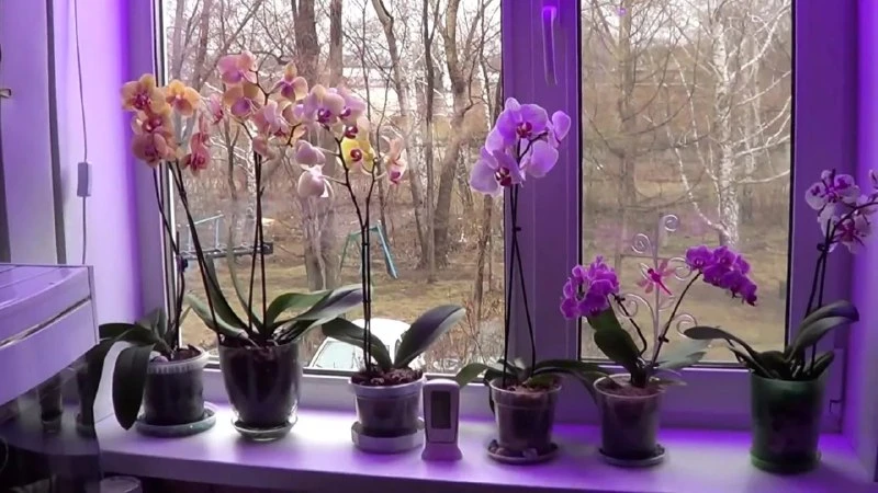 ПРАВИЛЬНОЕ ОСВЕЩЕНИЕ ОРХИДЕЙ 🌿

ОСВЕЩЕНИЕ:
✅ Орхидеи любят рассеянный свет без прямых солнечных луч