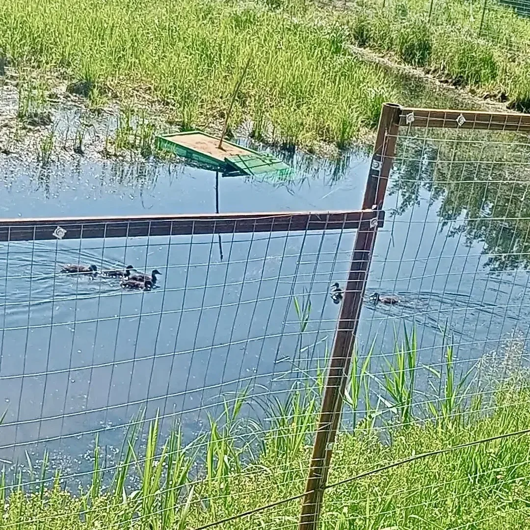 🦆Вакцинация против гриппа птиц: профилактика на опережение!

В прошлую пятницу сотрудниками ОБУ «Но
