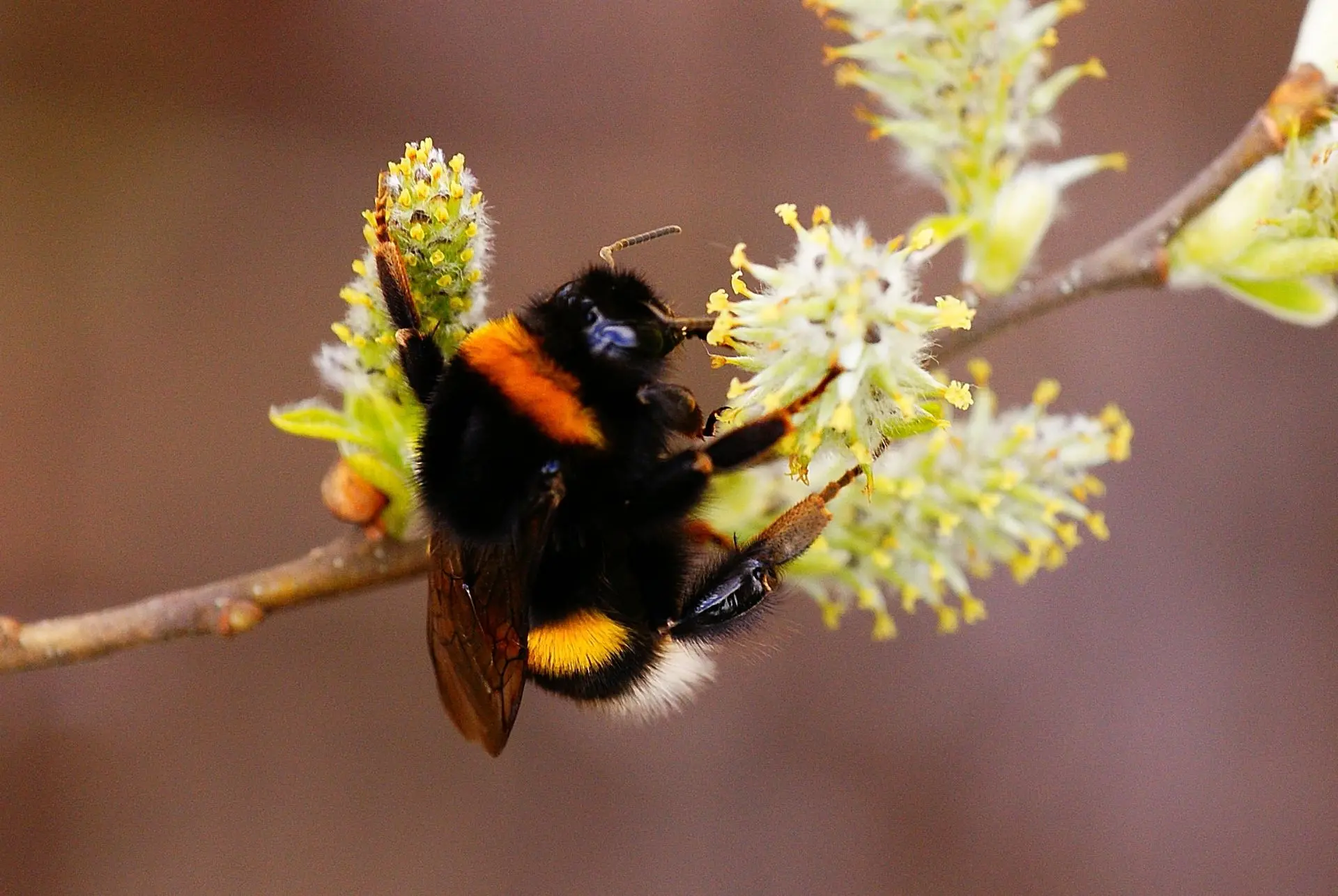 🐝 Последние минуты...
Просто посмотрите на последние минуты жизни старого шмеля. Его крылья больше 