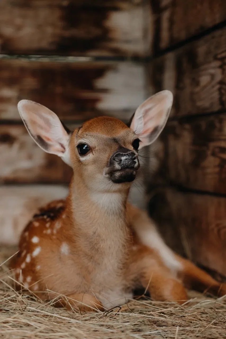 Мы определились с именем для пятнистого олененка🥰

Давно такого не делали, но в этот раз решили спр